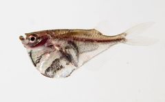 Marbled Hatchetfish photo 3