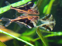 Marbled Hatchetfish photo 2