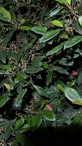 Elaeocarpus reticulatus observed 2026-10-24