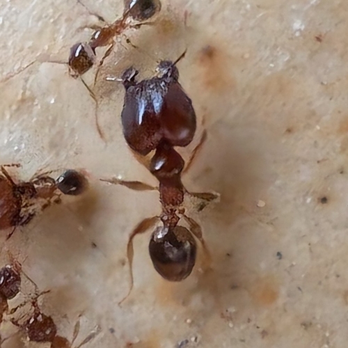 Pheidole megacephala observed 2026-10-22