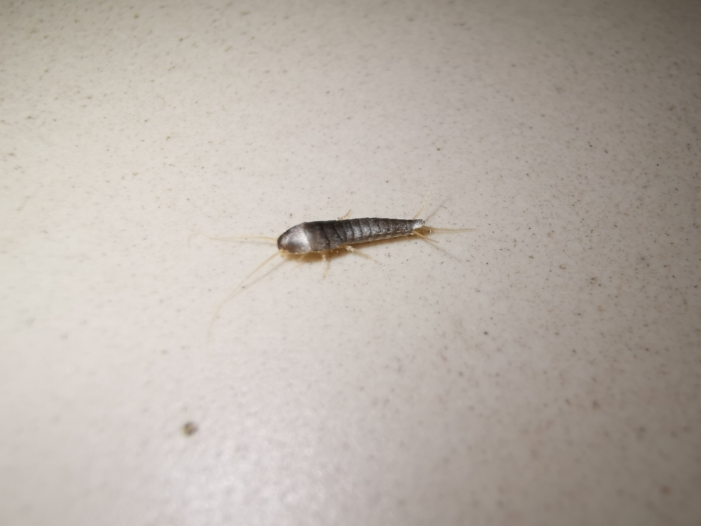 Silverfish (Lepisma saccharinum)