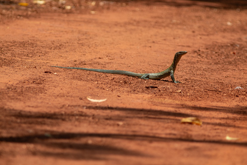 Varanus indicus observed 2026-10-24