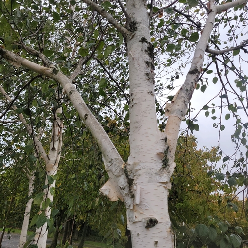 silver birch photograph by the iNaturalist community