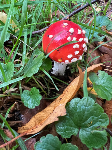Fly Agaric photograph by the iNaturalist community