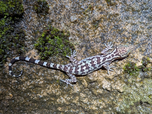 Cyrtodactylus quadrivirgatus, 2026-10-24