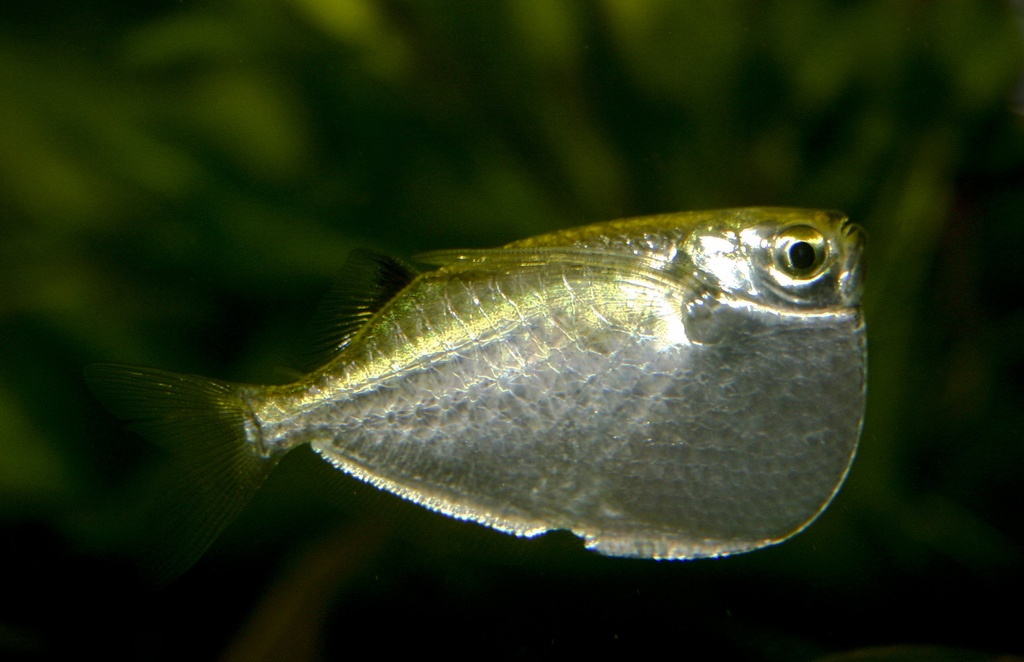 Hatchetfish
