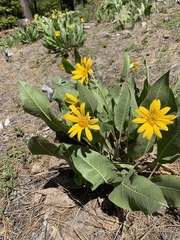 Wyethia mollis