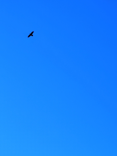 Common Raven photograph by the iNaturalist community