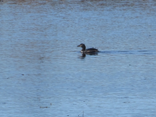 Pied-billed Grebe photograph by the iNaturalist community