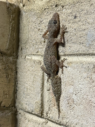 Phyllurus platurus, 2026-10-24