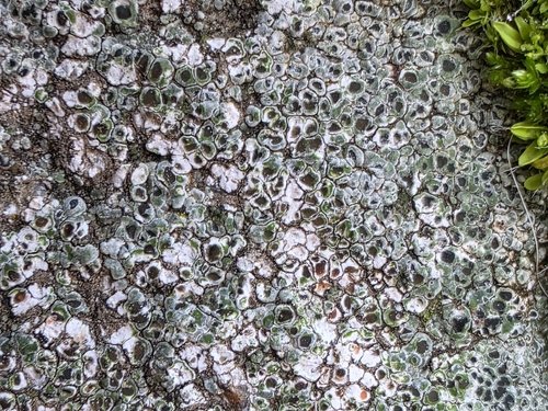 Painioji aspicilija