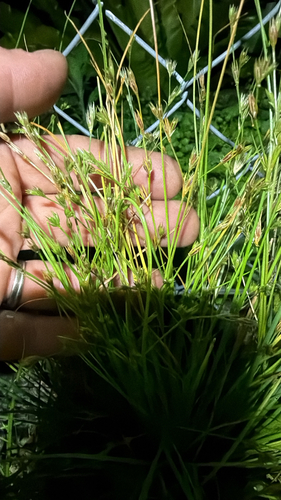 Juncus bufonius observed 2026-10-24