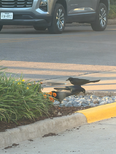 Great-tailed Grackle photograph by the iNaturalist community