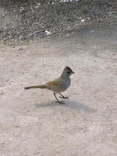 Green-tailed Towhee