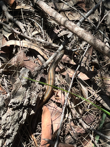 Ctenotus taeniolatus, 2026-10-24