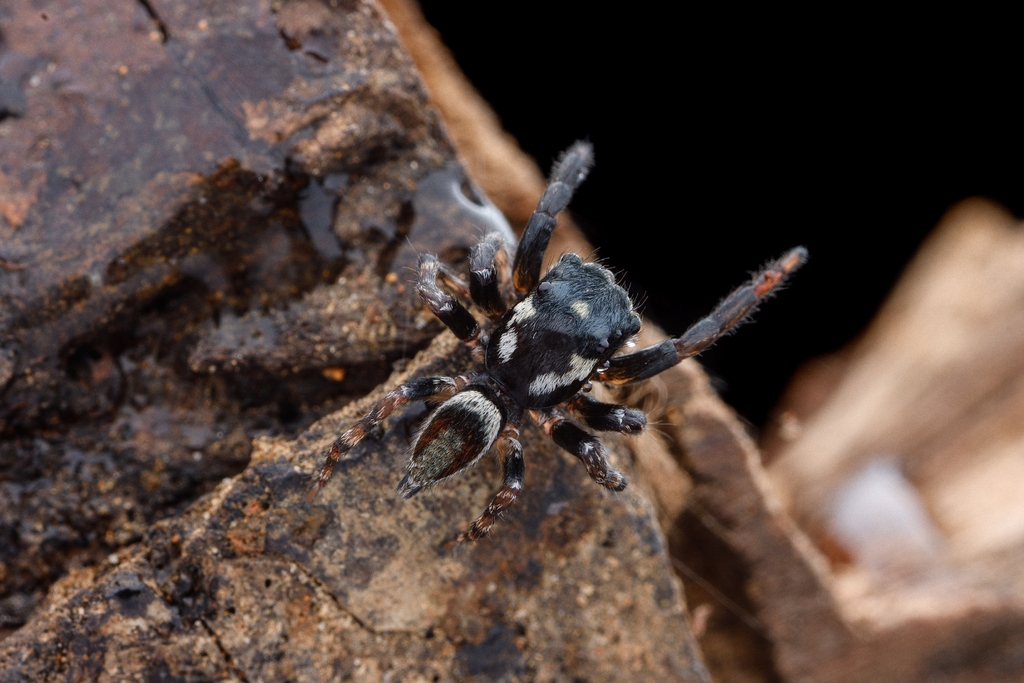 Kalcerrytus nauticus