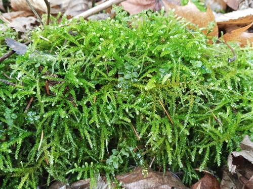 Eurhynchium angustirete observed 2026-10-24