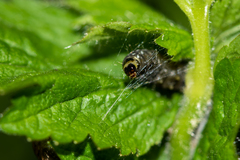 Aphelia