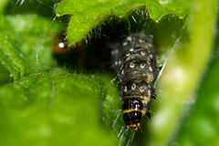 Aphelia