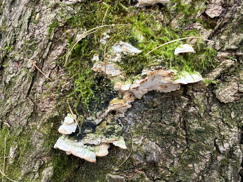 Oxyporus populinus, 2026-10-24
