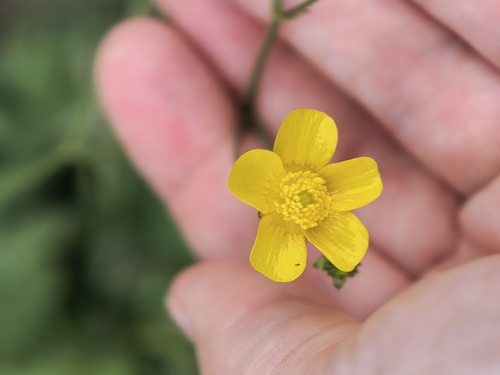 meadow buttercup photograph by the iNaturalist community