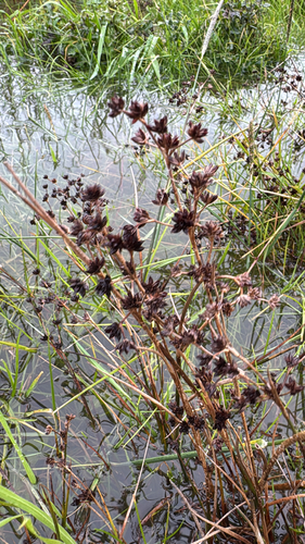 Juncus articulatus observed 2026-10-24