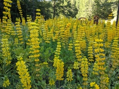 Lupinus luteolus
