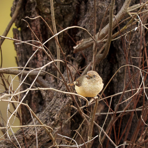 Acanthiza reguloides observed 2026-10-20