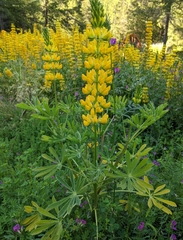 Lupinus luteolus