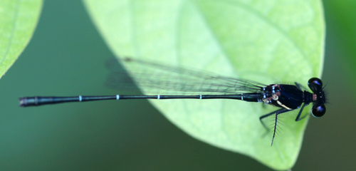 Marsh Dancer photo 5