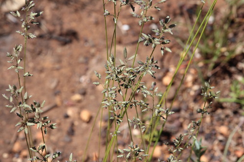Eragrostis racemosa observed 2026-10-24