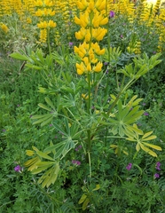Lupinus luteolus
