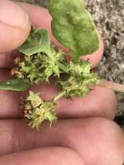 Rumex spinosus
