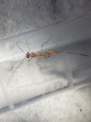 Macrocentrinae