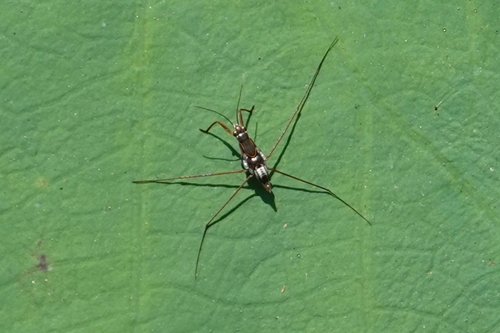 Limnogonus observed 2026-10-24