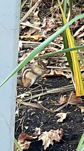 Eastern Chipmunk photograph by the iNaturalist community