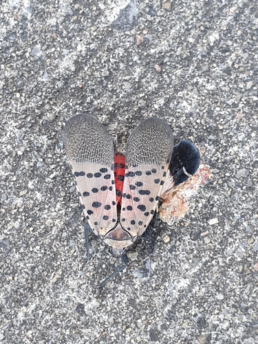 Spotted Lanternfly photograph by the iNaturalist community
