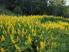 Lupinus luteolus