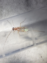 Macrocentrinae