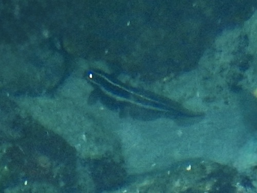 Plotosus lineatus observed 2026-10-21