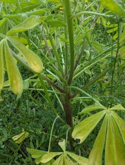 Lupinus luteolus