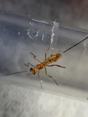 Macrocentrinae