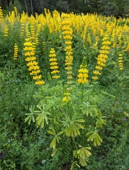 Lupinus luteolus