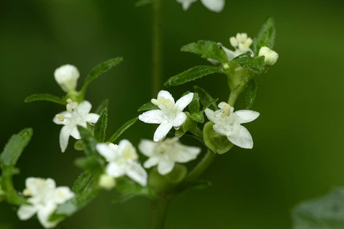 Patrinia villosa observed 2026-10-24