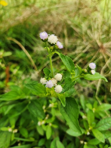 Ageratum conyzoides observed 2026-10-24