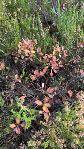 Vaccinium uliginosum, 2026-10-22