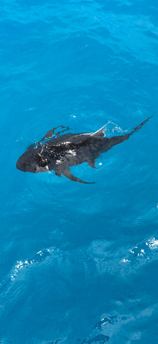 Caranx ignobilis observed 2026-10-24