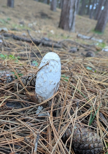 Shaggy Mane photograph by the iNaturalist community