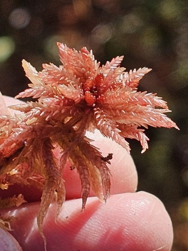Sphagnum divinum observed 2026-10-23