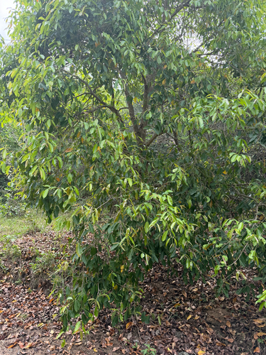 Syzygium cumini observed 2026-10-24
